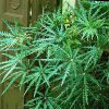 buy-plantslive-Dizygotheca kerchoveana - Plant
