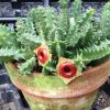 buy-plantslive-Huernia Zebrina - Plant