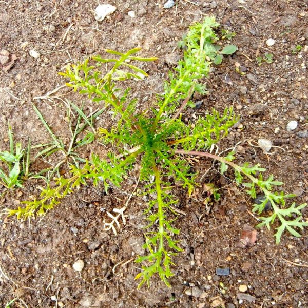 buy-plantslive-Lepidium Meyenii, Maca - Plant