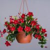 buy-plantslive-Mandevilla (Red) - Plant