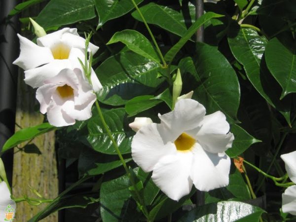 buy-plantslive-Mandevilla (White) - Plant