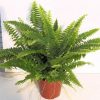 buy-plantslive-Nephrolepis biserrata aurea - Plant