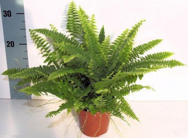 buy-plantslive-Nephrolepis biserrata aurea - Plant