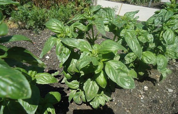 buy-plantslive-Ociumum Basilicum Sabja - Plant