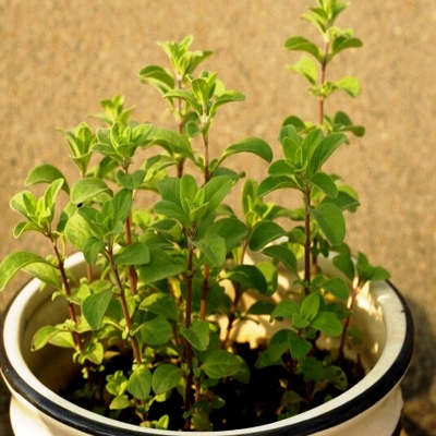 buy-plantslive-Origanum Majorana, Marjoram, Marwa - Plant