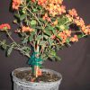 buy-plantslive-Rondeletia Odorata, Fragrant Panama rose - Plant