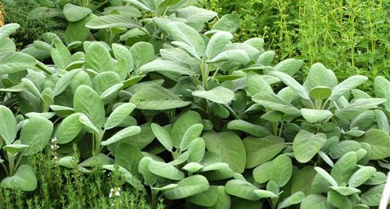 buy-plantslive-Sage, Sefakuss - Plant