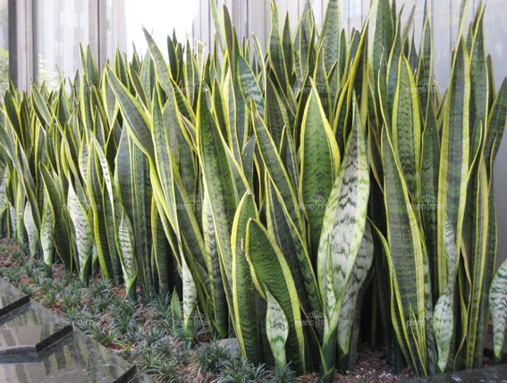 buy-plantslive-Sansevieria Trifasciata Laurentii, Snake Plant