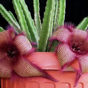 buy-plantslive-Stapelia species - Plant