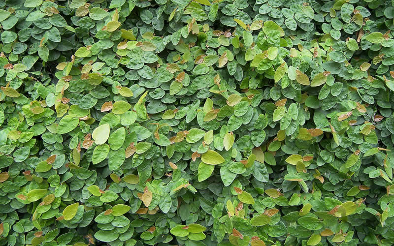 Wagh Nakhi, Ficus Repens, Creeping Fig – Plant – Buy Live Plants India