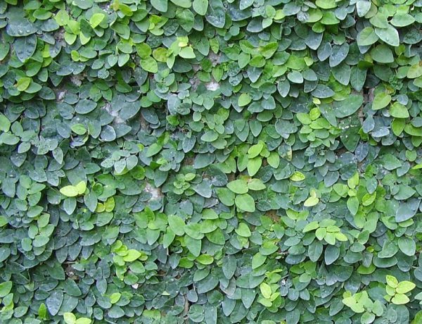 Wagh Nakhi, Ficus Repens, Creeping Fig – Plant – Plantslive