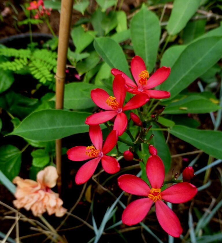 Jatropha pandurifolia – Plant – Plantslive