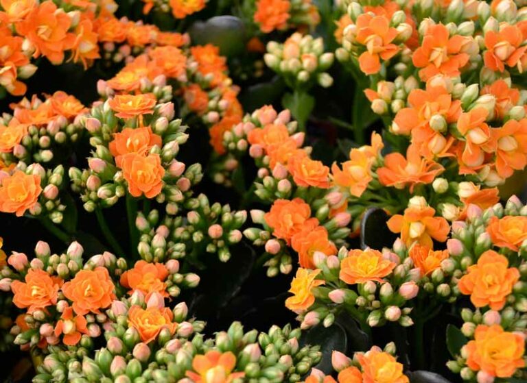 Kalanchoe (Orange) – Plant – Plantslive