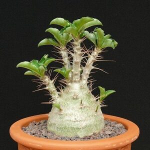 planslive-Pachypodium lealii - Plant