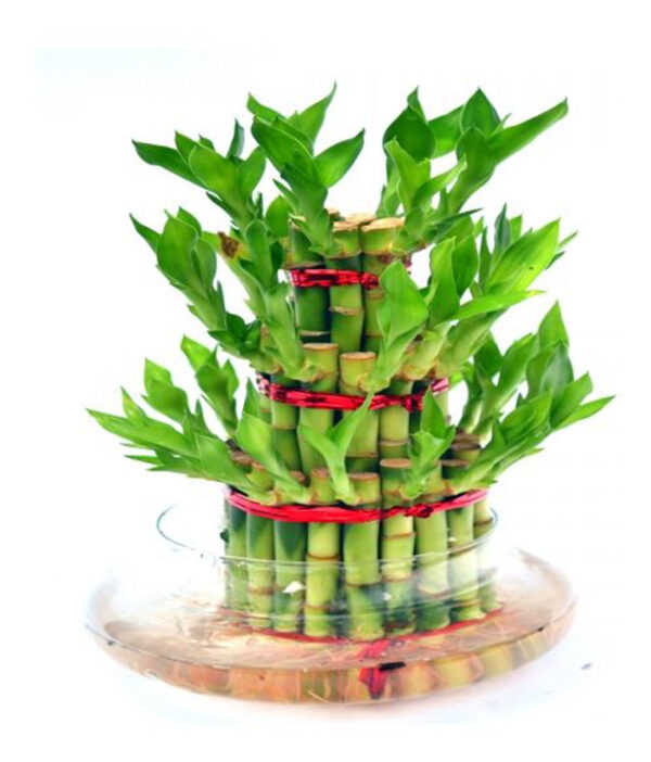 plants live-3 layer lucky-bamboo