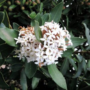 plantslive-Acokanthera spectabilis - Plant