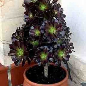 plantslive-Aeonium arboreum - Plant