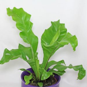 plantslive-Asplenium nidus fimbriatum - Plant