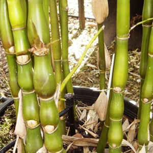 plantslive-Bambusa Ventricosa, Buddha Belly Bamboo - Plant