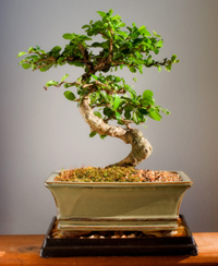 plantslive-Carmona microphylla bonsai - Plant