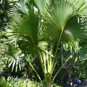 plantslive-Corypha umbraculifera - Plant