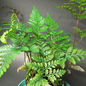 plantslive-Davallia griffithiana - Plant