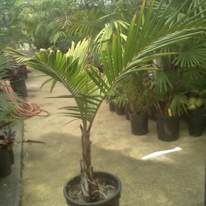 plantslive-Dictyosperma album variety rubrum - Plant