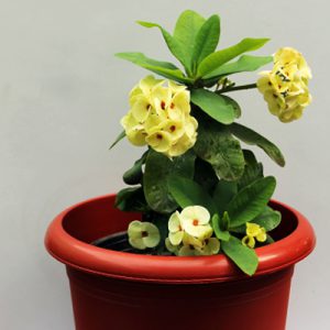 plantslive-euphorbia-yellow-red