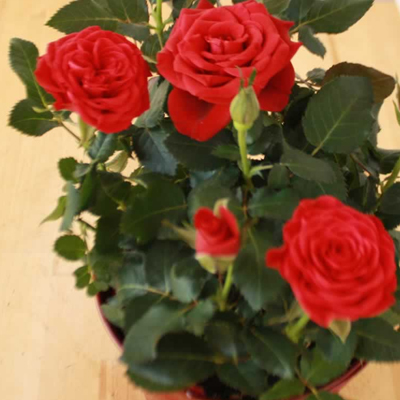 plantslive-gladiator-red-rose-plant