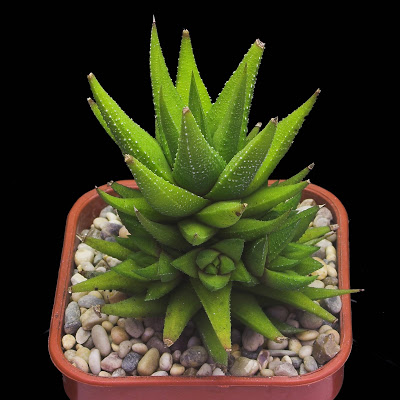 plantslive-Haworthia_glabrata