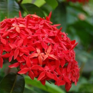 plantslive-Ixora Long, Singapuri Ixora (Red) - Plant