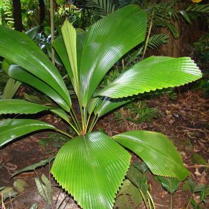 plantslive-Johannesteijsamannia species - Plants-online-India
