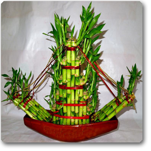 plantslive-Lucky Bamboo Boat - Plant