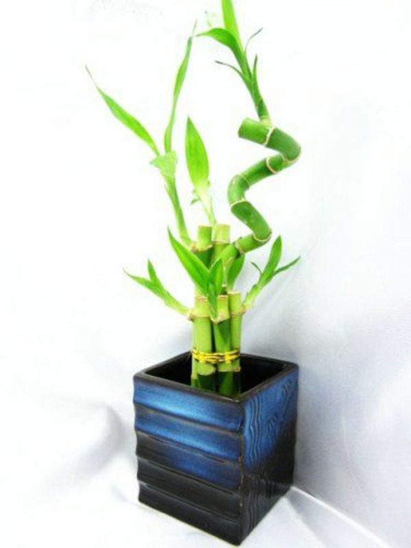 plantslive-Lucky Bamboo Dome Arrangement - Plant