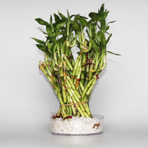 plantslive-Lucky Bamboo Dragon Tower Arrangement - Plant