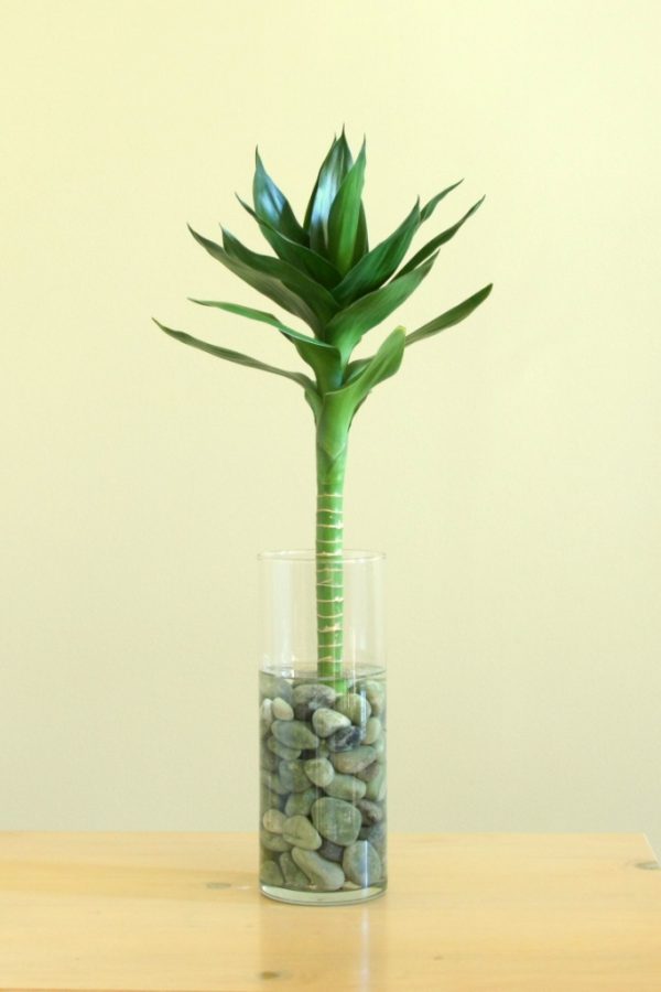 plantslive-Lucky Bamboo Lotus Arrangement - Plant