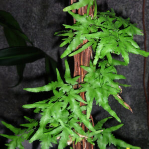 plantslive-Lygodium japonicum - Plant