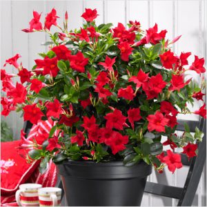 plantslive-Mandevilla (Red) - Plant