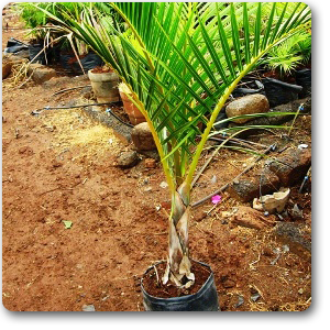 plantslive-Mascarena palm - Plant