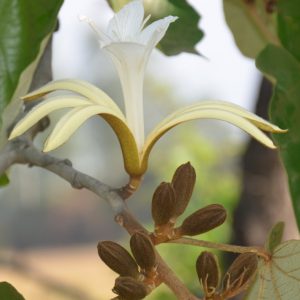 plantslive-Muchkund, Karnikar - Plant