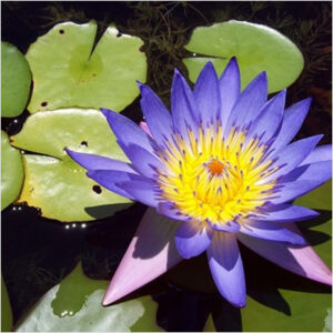 plantslive-nymphaea-caerulea-hybrid-lotus-blue