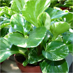 plantslive-peperomia-Obtusifolia
