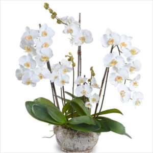 plantslive-Phalaenopsis-White