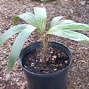 plantslive-Phoenicophorium borsigianum: Stevensonia borsigianum - Plant