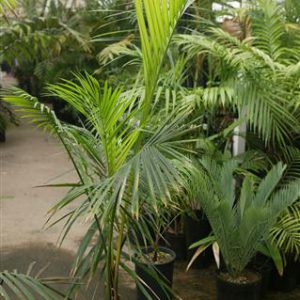 plantslive-Raphia australis - Plant