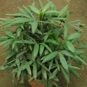 plantslive-Rhapis-Subtilis