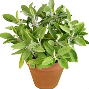 plantslive-Sage, Sefakuss - Plant