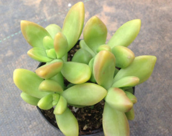 plantslive-Sedum Adolphii - Plant