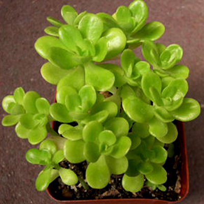 plantslive-Sedum Confusum - Plant