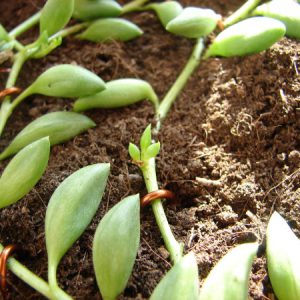 plantslive-Senecio Herreianus - Plant